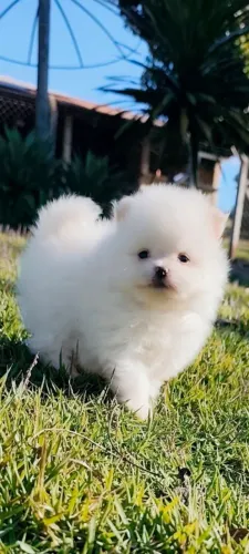 Spitz alemão Lulu da Pomerânia 