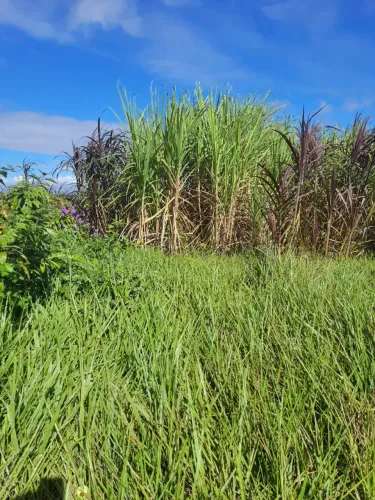 Otima Fazenda com 27.8 hectares na região de macaiba