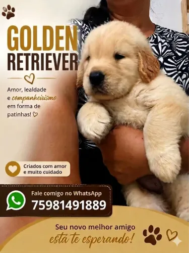 Golden filhotes com pedigree 