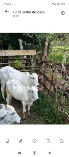 Vendo lindas bezerras Nelore Pojuca Bahia