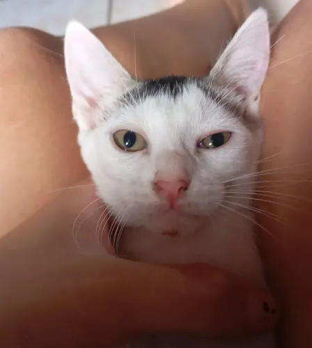 Doação De Gata Filhote