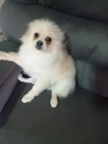 filhote spitz