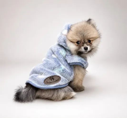 Lulu da Pomerania Anão - Filhotes