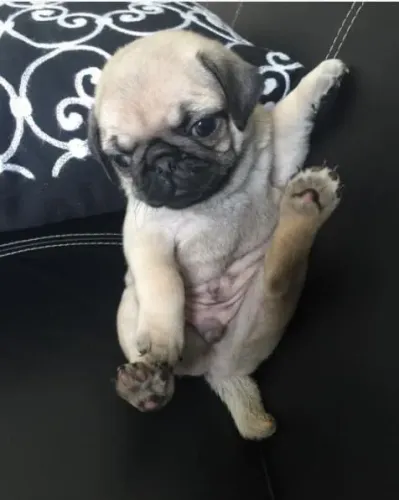 Pug A surpresa perfeita tem quatro patinhas
