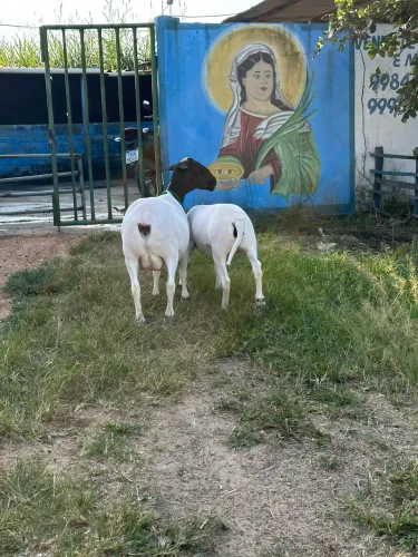 Ovelha Parida