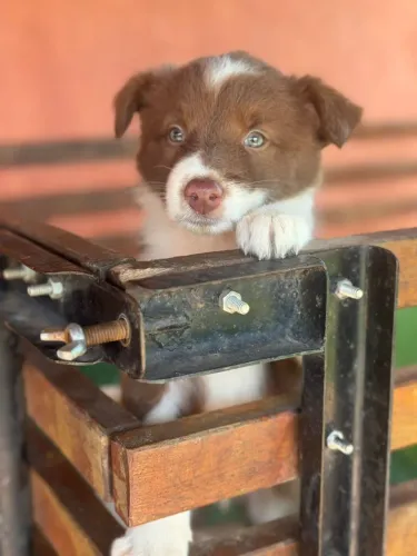 Border Collie- Chocolate e Blue merle