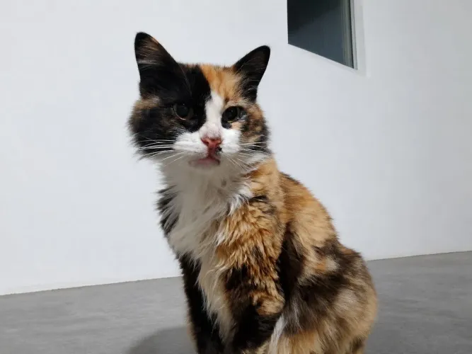 Doação responsável de gatinha
