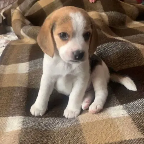 Filhotes de Beagle | Fofura que derrete qualquer coração