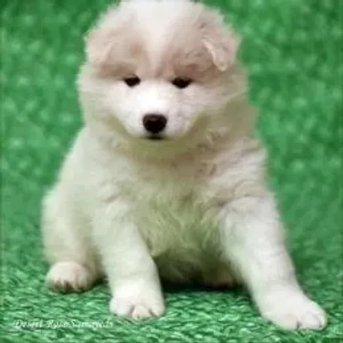 Samoyeda,Samoyeda Filhote Saudável Excelente Companhia
