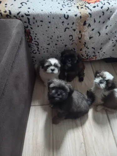 Cachorro shitzu