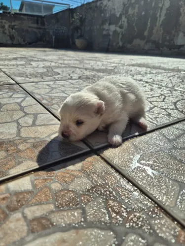 Cachorro Filhote Spitz Alemão Anão/Lulu da Pomerânia Fêmea - Branca