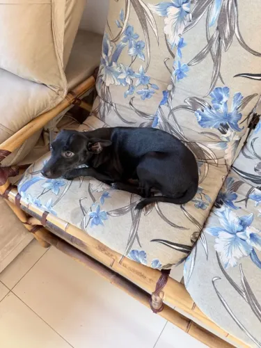 Cachorra de 2 anos pra doação