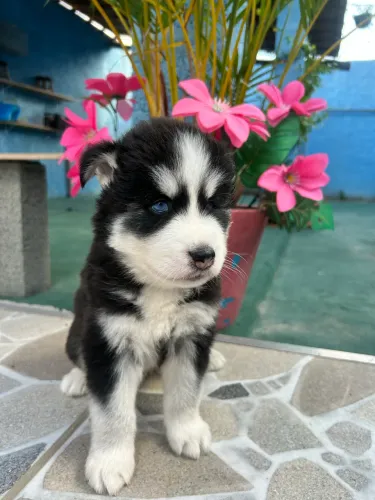 Husky siberiano 