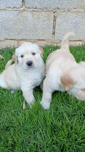 Filhote Golden Retriever, criados com amor e cuidado!