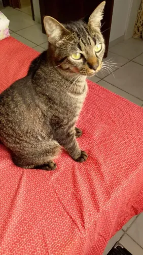 Doa-se gato castrado