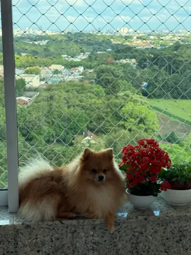 Spitz anão macho 