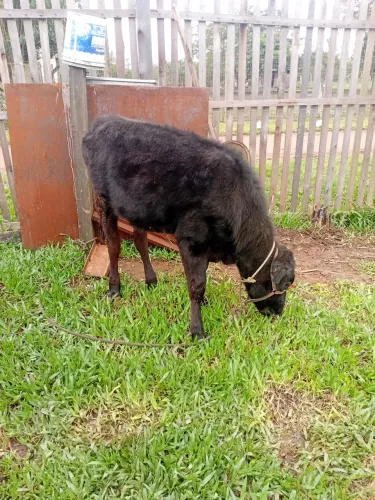 Terneira Angus