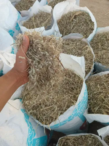 Semente de capim andropogon