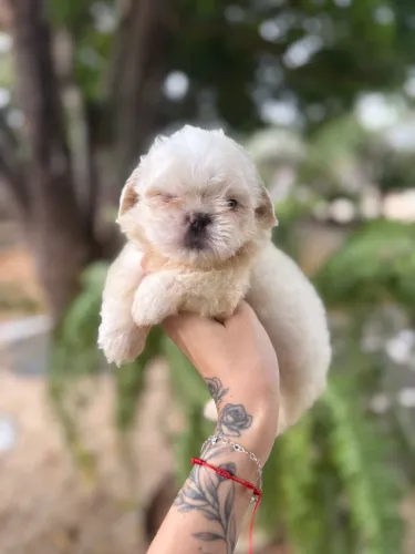 Shihtzu machinho micro branco 