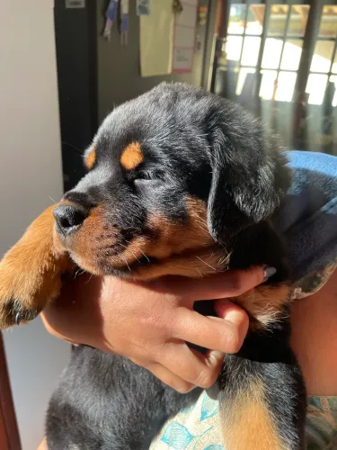 VENDE SE FILHOTE FÊMEA DE ROTTWEILER COM PEDIGREE