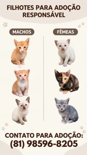 Gatos pra adoção