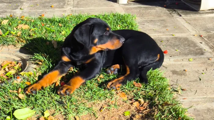 Vendo Lindo Filhote Macho Rottweiler 