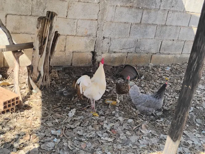 Vende-se galo e galinhas