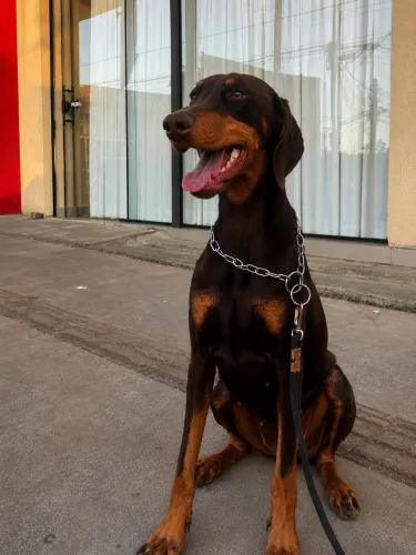 COBERTURA PARA DOBERMAN (Fêmea)