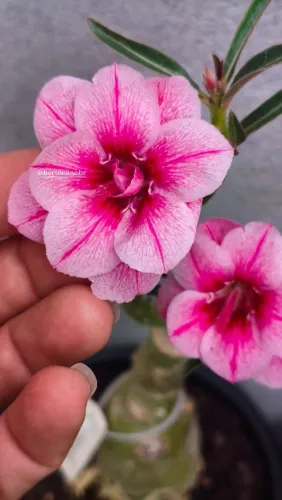 Rosa do deserto swallo