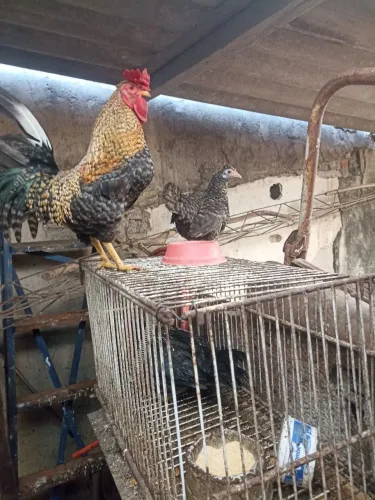 Vendo 1casal de galinhas garnizes valor $120,00 reais