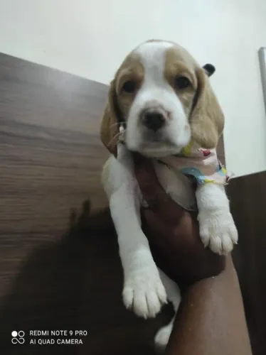 ? Beagle de ótima linhagem - Qualidade e carinho garantidos!
