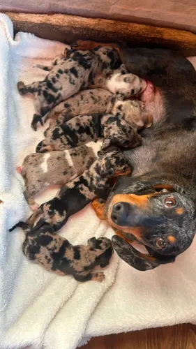Dachshund Morfadinho