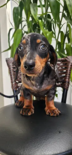 Lindos Filhotes de Basset/Teckel Com Pedigree!