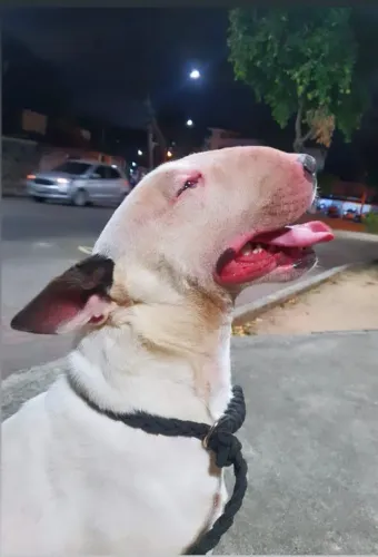 Bull terrier Disponível/cobertura inseminação 
