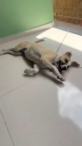 FILHOTES PRA DOAÇÃO