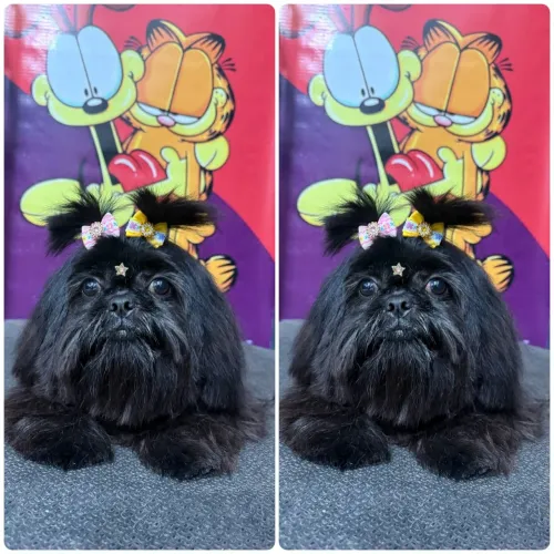 Shitzu fêmea mini