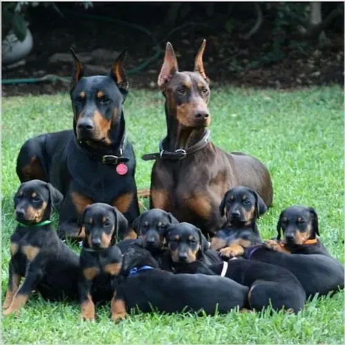 Doberman 12x