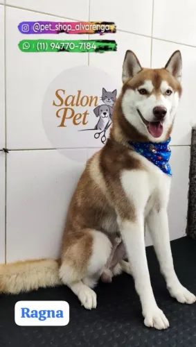 Vendo um husky 1 ano de idade 