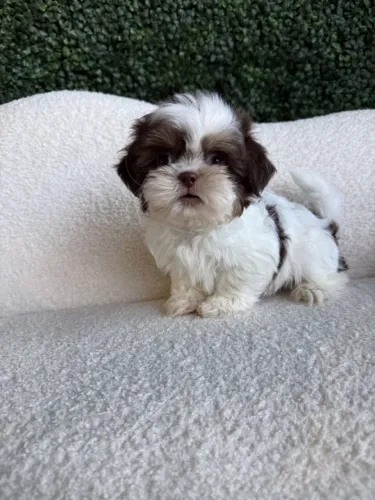 Shih Tzu fêmea branca e chocolate lindíssima venha hoje