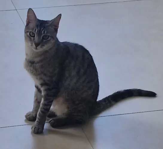 Gata castrada 1 ano