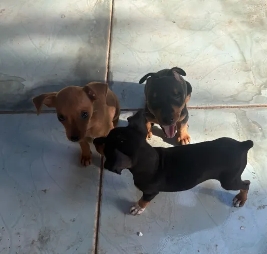 Filhotes Pinscher 1