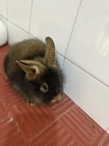Coelhos 36 dias