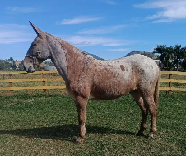 Burro marchador