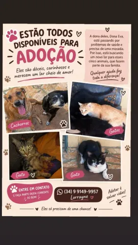 Doação dos animais