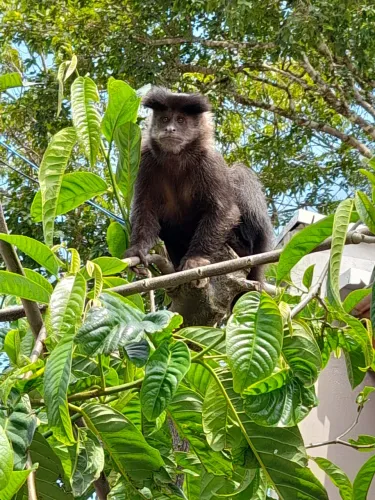 Terreno na Praia Ubatuba , São Francisco do Sul 500 metros da praia de Ubatuba