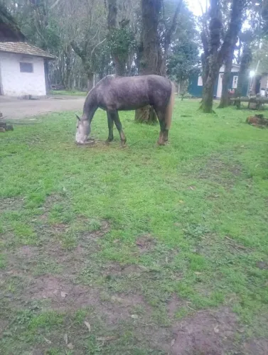 Vendo cavalo tordilho negro