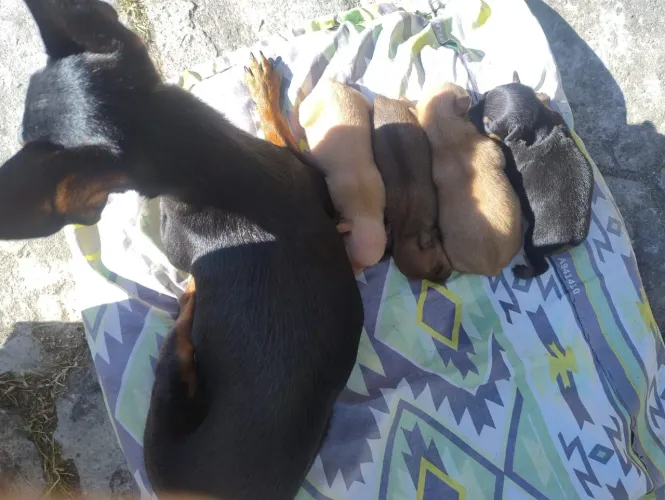 Pinch número 0/1. 3 machos 1 fêmea