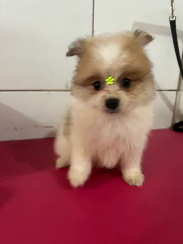 Vendo filhote de spitz alemão Lulu da pamerania