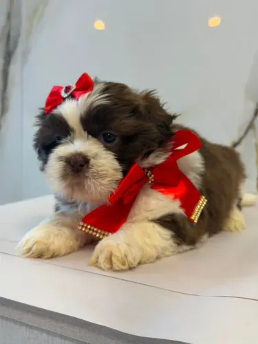 Shih Tzu