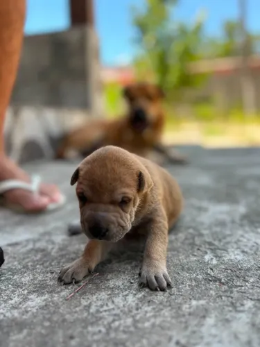 Vendo cachorros da Sharpei com vira lata ( mestiços)